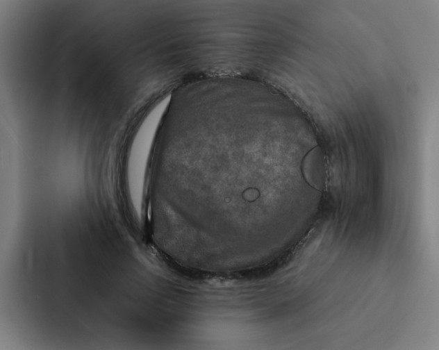 X0000087330742200705112156