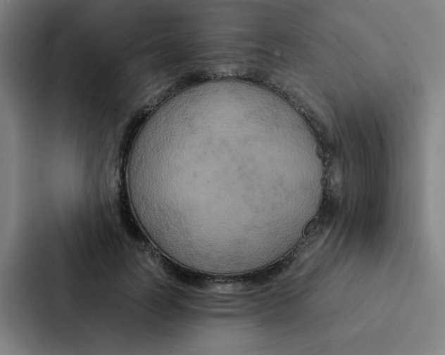 X0000087330746200705112156