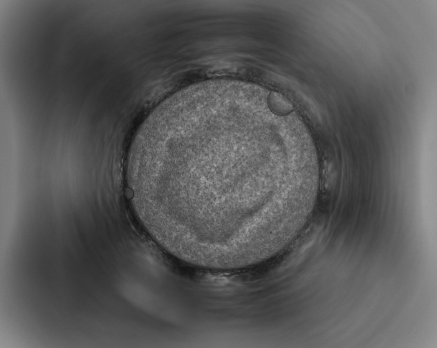 X0000087330753200705112156