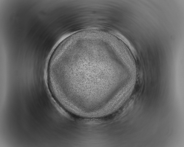 X0000087330811200705112155