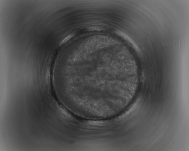 X0000087330825200705112155