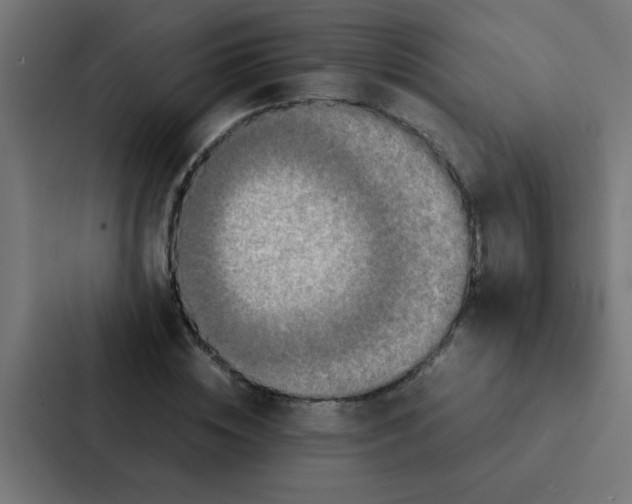 X0000087330828200705112155