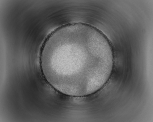 X0000087330832200705112155