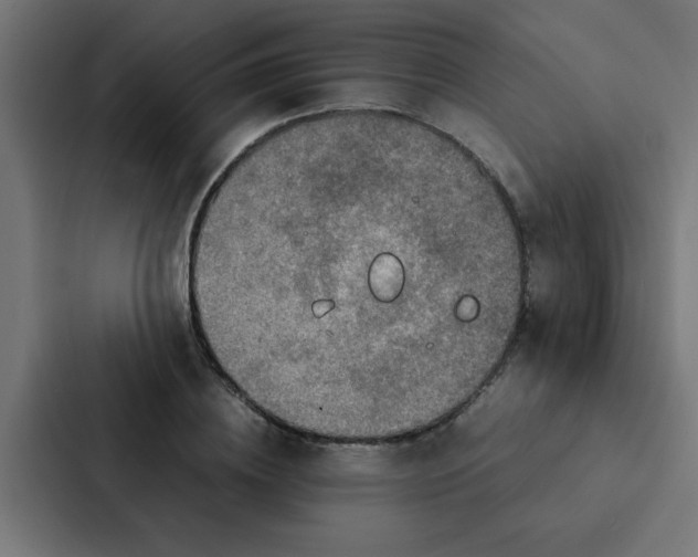X0000087330836200705112155