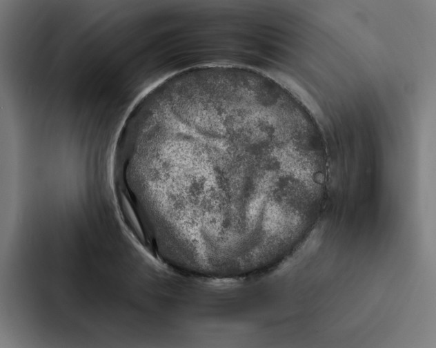 X0000087330839200705112155