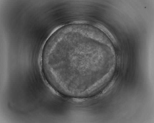 X0000087330852200705112155