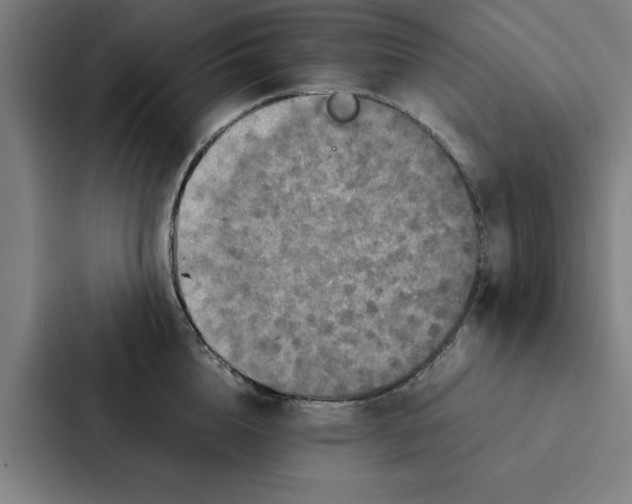 X0000087330856200705112155