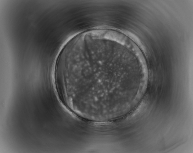 X0000087330863200705112155