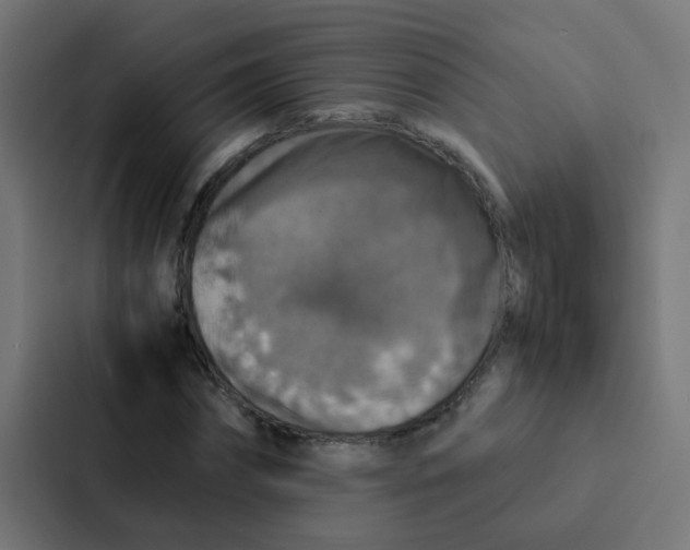 X0000087330874200705112155
