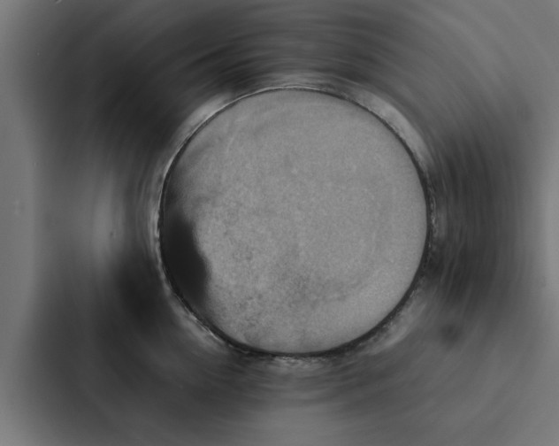 X0000087330954200705112154