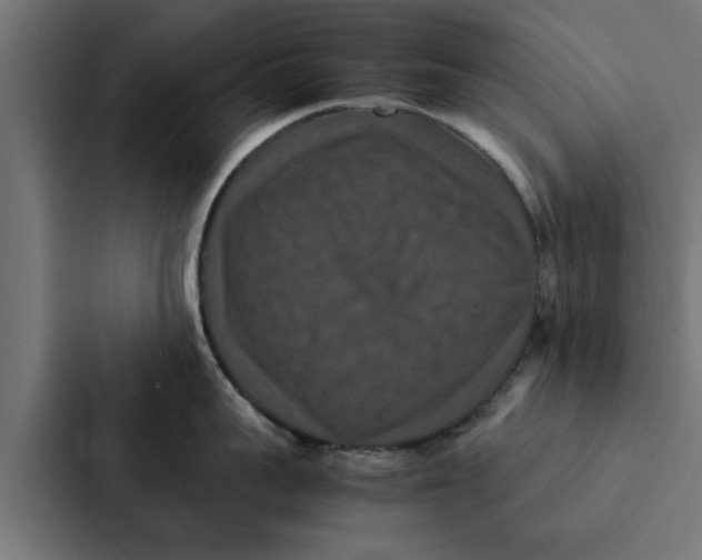 X0000087330959200705112154