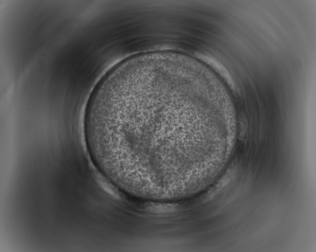X0000087331039200705112153