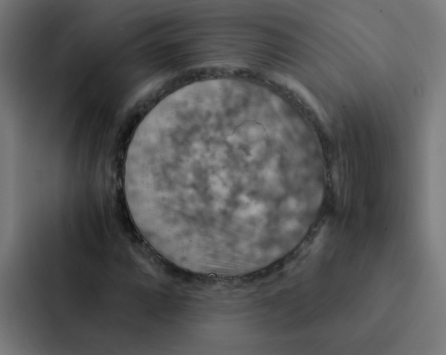 X0000087331064200705112152