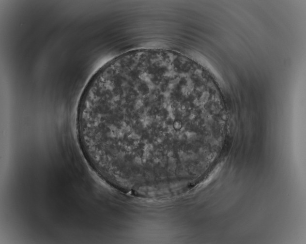 X0000087331087200705112152