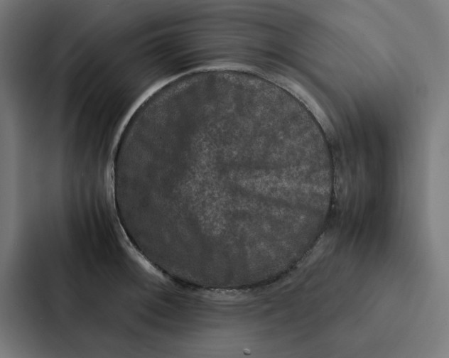X0000087331092200705112152