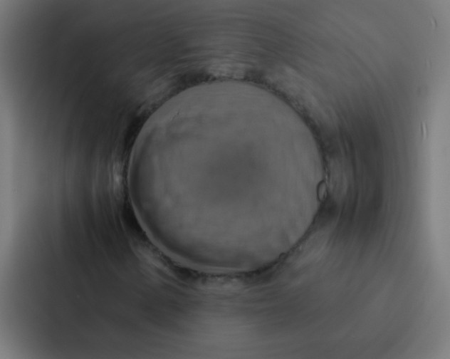 X0000087331154200705112151
