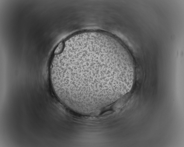 X0000087331167200705112151