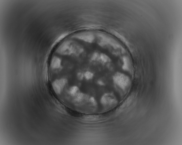 X0000087331171200705112151