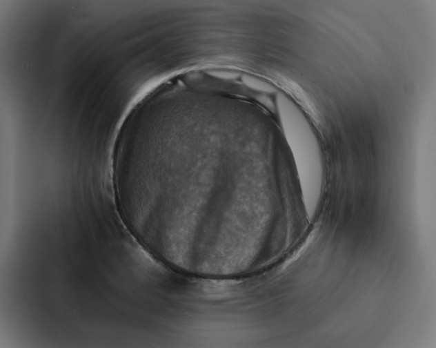 X0000087331184200705112151