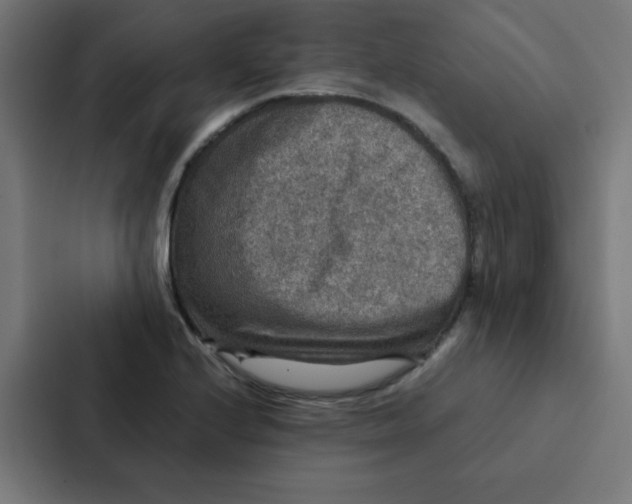 X0000087331224200705112150