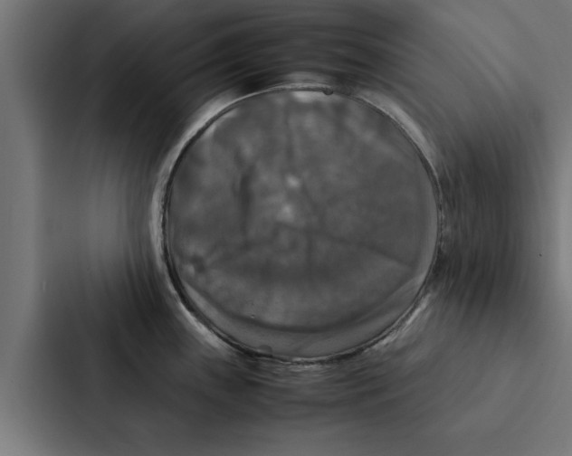 X0000087331243200705112150