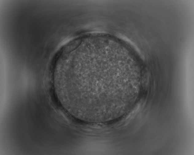 X0000087331255200705112150