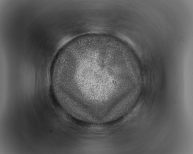 X0000087331267200705112150