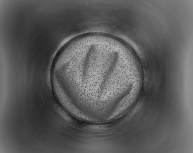 X0000087331272200705112150