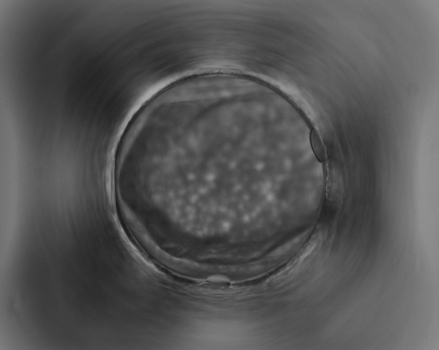 X0000087331295200705112149