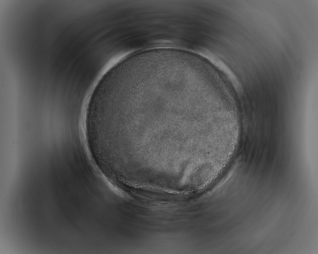 X0000087331333200705112149