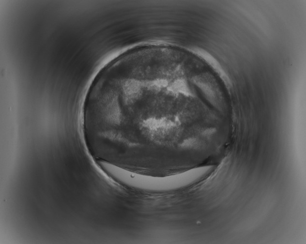 X0000087331335200705112149