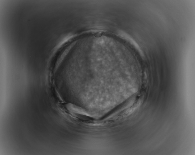 X0000087331352200705112148