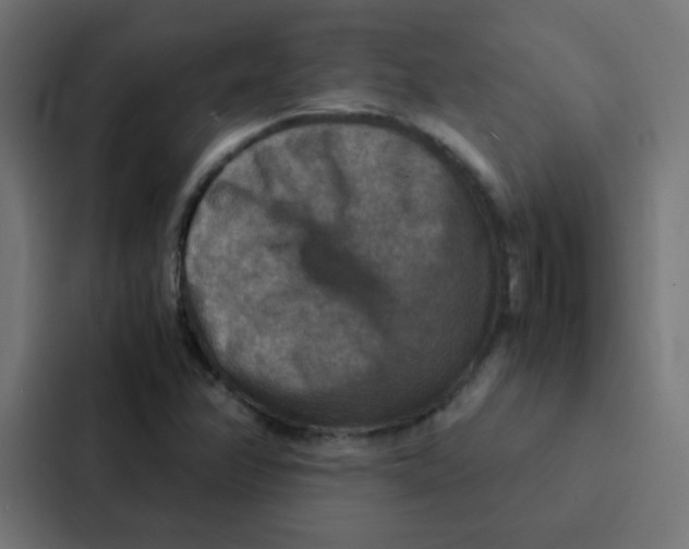 X0000087331358200705112148