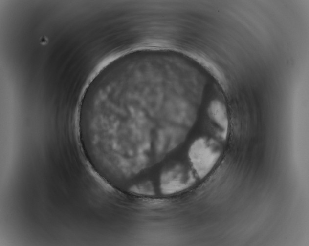 X0000087331382200705112148