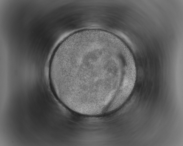 X0000087331424200705112148