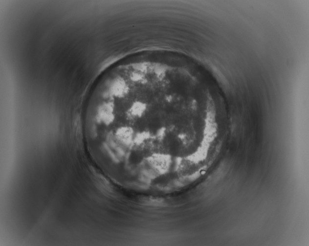 X0000087331505200705112146