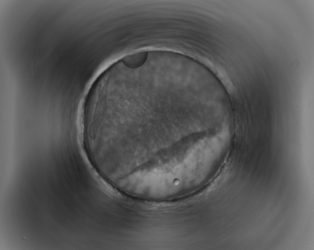 X0000087331522200705112147