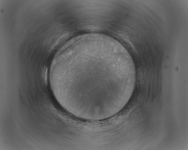 X0000087330024200705181047