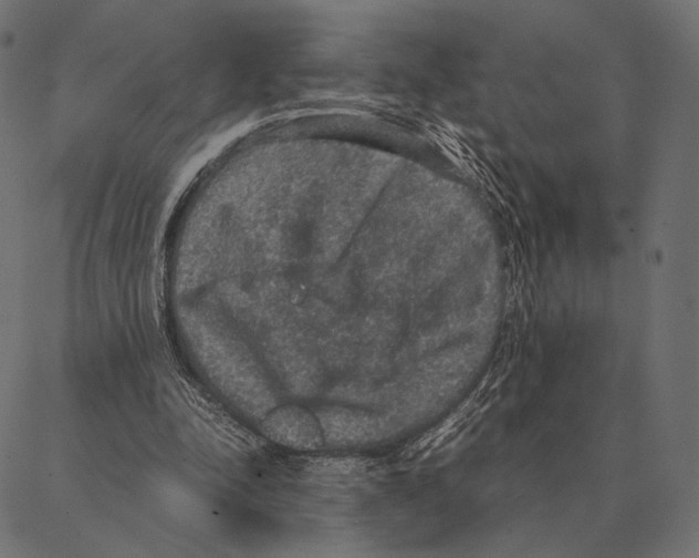 X0000087330342200705181042