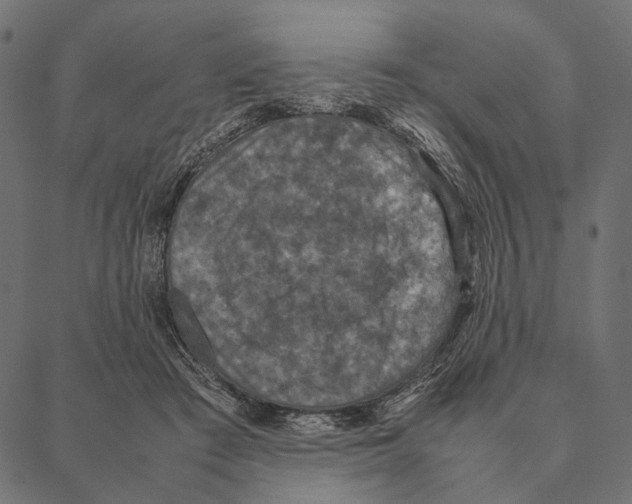 X0000087330409200705181041