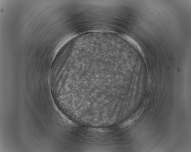 X0000087330855200705181034