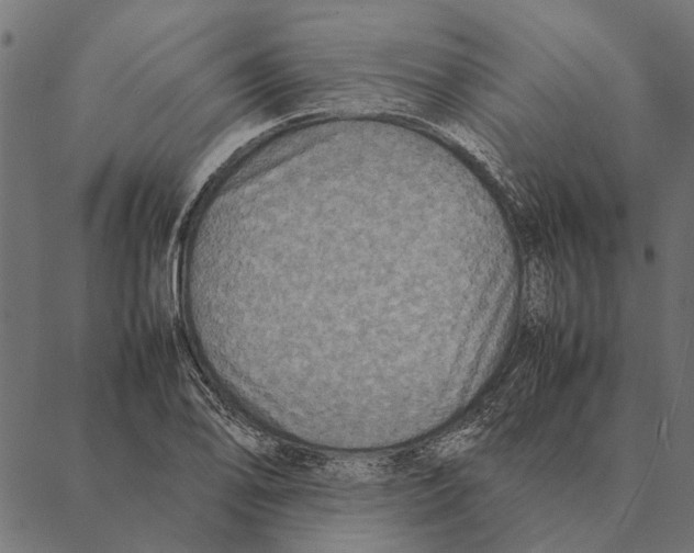 X0000087331078200705181030