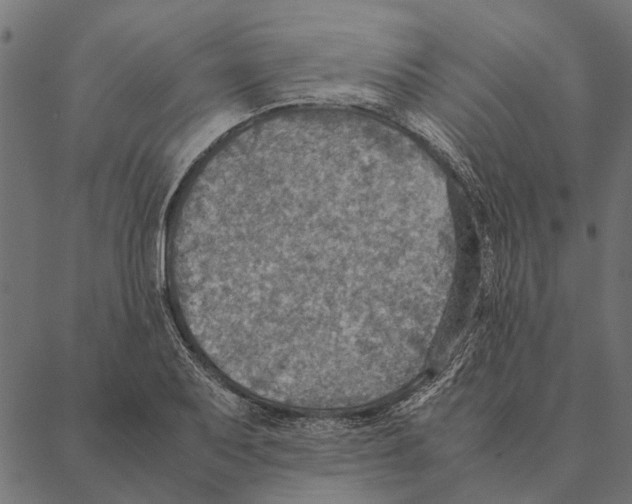 X0000087331079200705181030