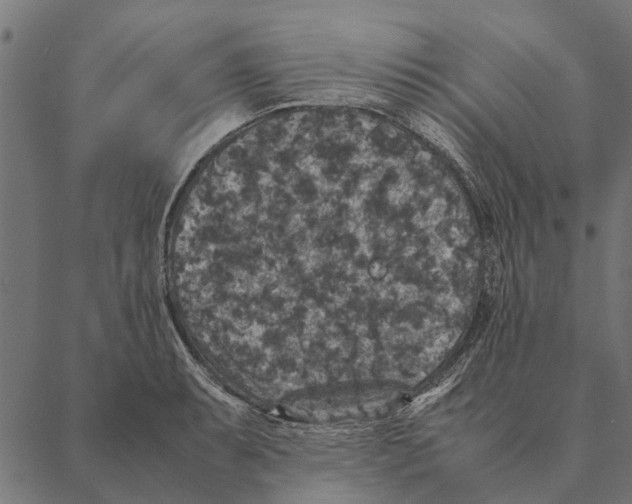 X0000087331087200705181030