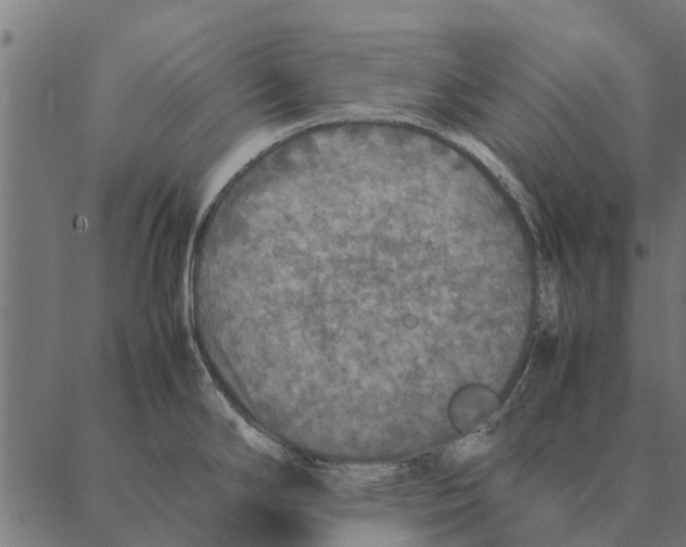 X0000087331294200705181027