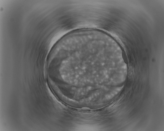 X0000087331295200705181027