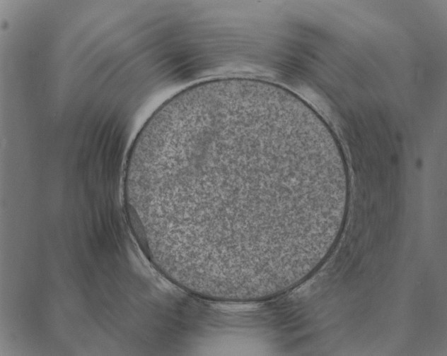 X0000087331296200705181027