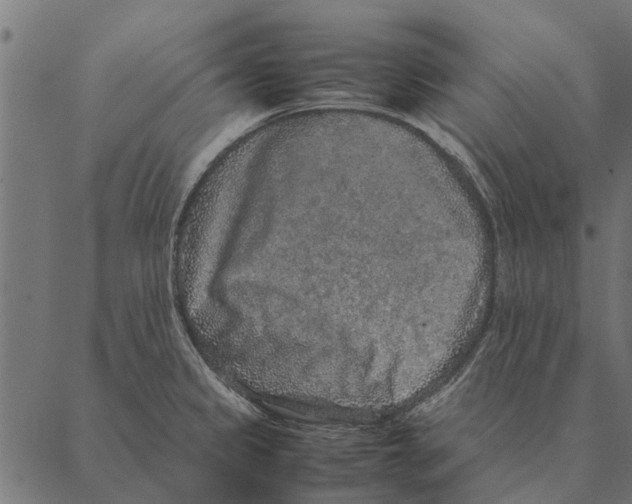 X0000087331333200705181026