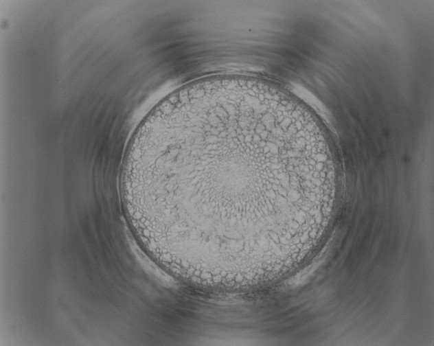 X0000087331338200705181026