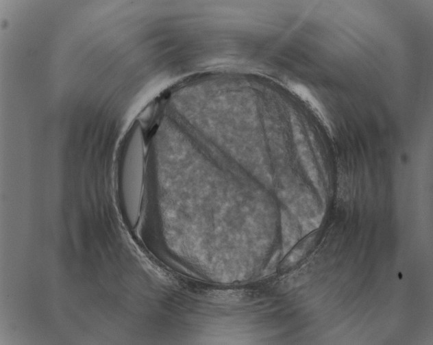 X0000087331376200705181025